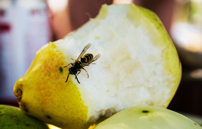 Wasps and Bees